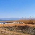 Уништивањето на охридското крабрежје се шири од Калишта кон Радожда